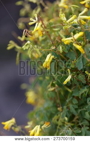 The Flowering Plant Fumewort Growing On A Stone Wall In Edinburgh, Scotland.