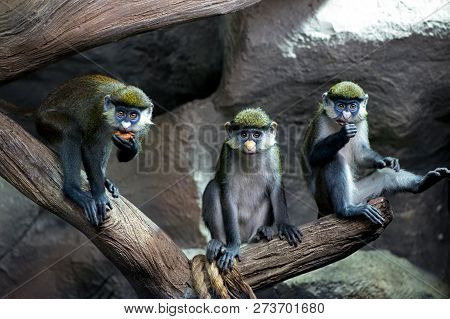 Three Redtail  Monkeys  (black-cheeked White-nosed Monkey, Red-tailed Guenon) Cercopithecus Ascanius