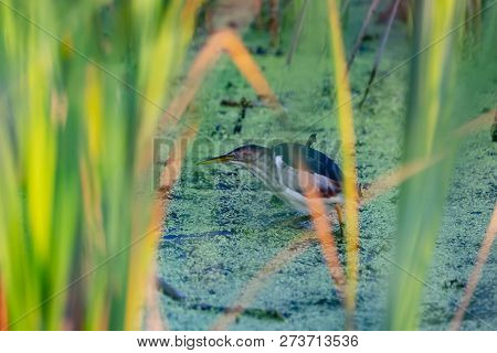 Least Bittern (ixobrychus Exilis).
 The Least Bittern Is One Of The Smallest Herons In The World.woo