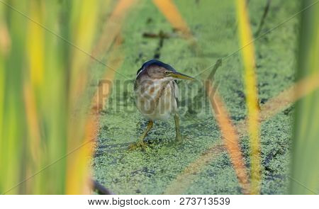 Least Bittern (ixobrychus Exilis).
 The Least Bittern Is One Of The Smallest Herons In The World.woo