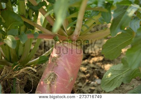 A Radish ( Raphanus Raphanistrum Subsp. Sativus ) Growing In The Field Or Farm Land With Green Leave