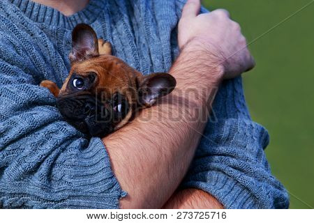 Little Puppy Of French Bulldog In Human Arms