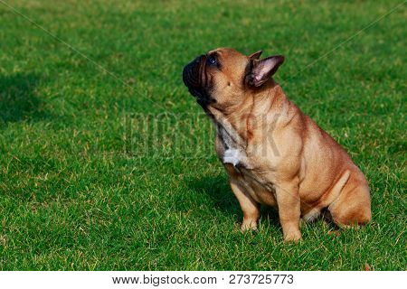 Dog Breed French Bulldog Is Sitting On Green Grass