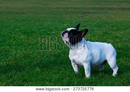 Dog Breed French Bulldog Is Stand On Green Grass
