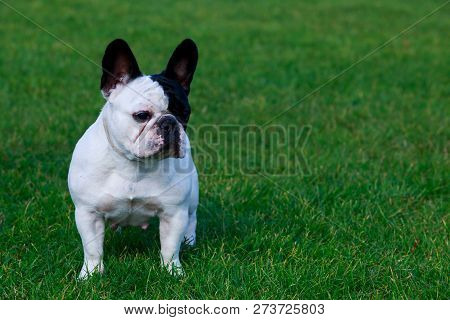 Dog Breed French Bulldog Is Stand On Green Grass