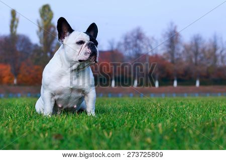 Dog Breed French Bulldog Is Sitting On Green Grass