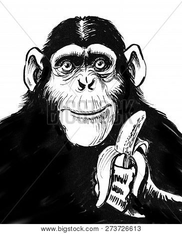 Black Chimpanzee With A Bannana. Ink Black And White Drawing