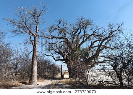 Baines Baobab From Nxai Pan National Park, Botswana