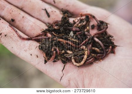 Fisherman Holds In His Hand A Lot Of Worms For Fishing