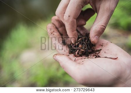 Fisherman Holds In His Hand A Lot Of Worms For Fishing