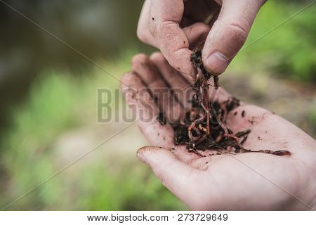 Fisherman Holds In His Hand A Lot Of Worms For Fishing