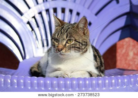 Beautiful Curious Wildcat Laying On Beach. Cute Cat Sunbathing