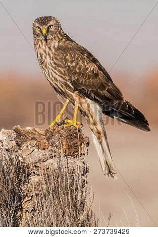 Beautiful Brown Hawk With Large Wings With A Sharp Beak And Beautiful Eyes