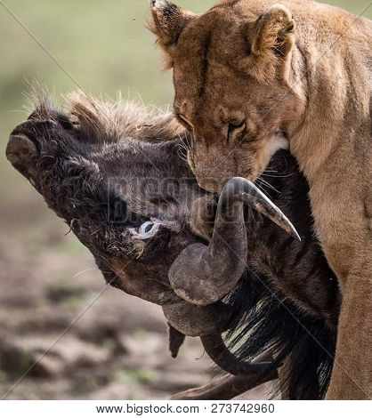 Female Lion, Panthera Leo, Lionesse Portrait, Head Profile On Soft Background, Looking To The Left, 
