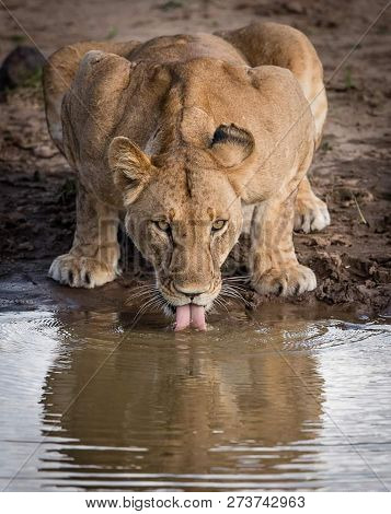 Female Lion, Panthera Leo, Lionesse Portrait, Head Profile On Soft Background, Looking To The Left, 