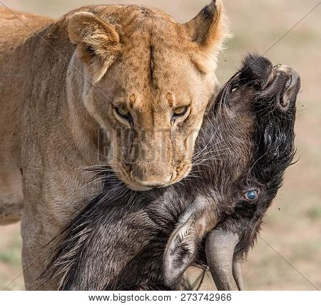 Female Lion, Panthera Leo, Lionesse Portrait, Head Profile On Soft Background, Looking To The Left, 