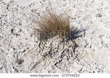 Dry Grass In The Dried Up Lake Bed Of Naxi Pan, Nxai Pan National Park, Botswana