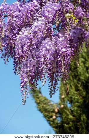 Spring Garden - Close-up Of A Blooming  Colorful Lilac Purple Drooping Wisteria