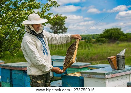 Beekeeper Is Working With Bees And Beehives On The Apiary.