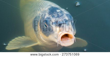 Single Koi Karp In Pond Japanese Fishes