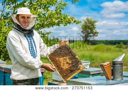 Beekeeper Is Working With Bees And Beehives On The Apiary. Bees On Honeycombs