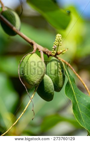 Branch Of Terminalia Catappa Or Indian Almond Tree, Also Known As Tropical Almond Free With Nuts Clo