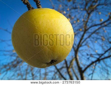 Yellow Apple On Blue Sky Background On A Sunny Frosty Day In Winter