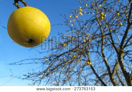 Yellow Apple On Blue Sky Background On A Sunny Frosty Day In Winter