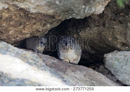 Adult And A Young Rock Hyrax (procavia Capensis)