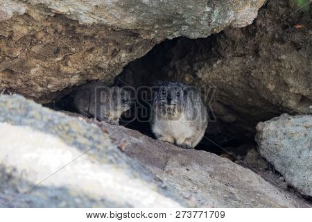 Adult And A Young Rock Hyrax (procavia Capensis)