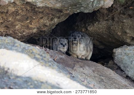 Adult And A Young Rock Hyrax (procavia Capensis)