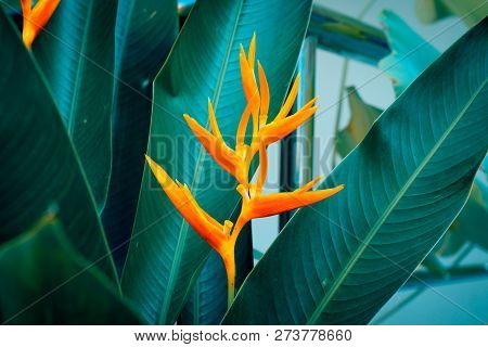 Heliconia Psittacorum Or Golden Torch Flowers With Green Leaves. Colorful Flower On Dark Tropical Fo