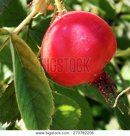 Sweet Red Berry Briar Growing On Bush With Leaves Green, Natural Plant Product Hanging On Branch. Br