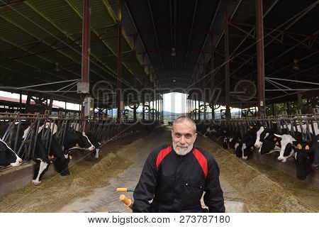 Portrait Of A Farmer In A Farm Of Cows