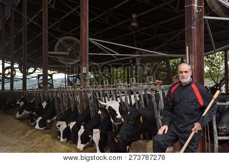 Portrait Of A Farmer In A Farm Of Cows