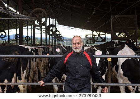 A Farmer Working In A Farm Of Cows