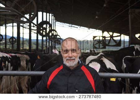 Portrait Of A Farmer In A Farm Of Cows