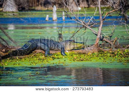 A Large American Crocodile In Abbeville, Louisiana
