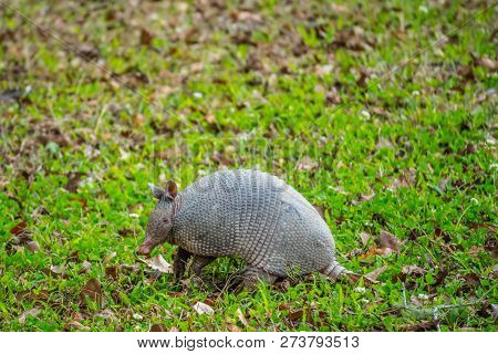 A Small Cute Armadillo In Abbeville, Louisiana