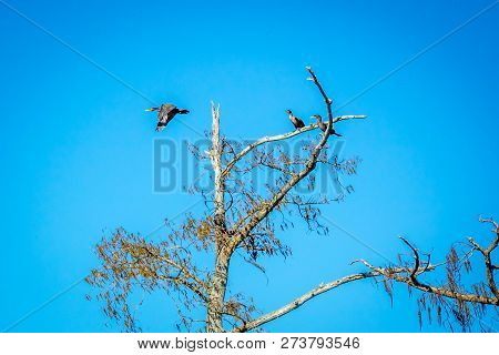 Double Crested Cormorant Birds In Abbeville, Louisiana