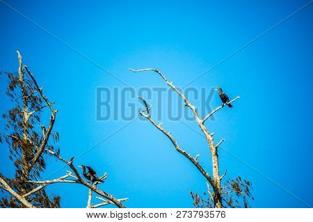 Double Crested Cormorant Birds In Abbeville, Louisiana