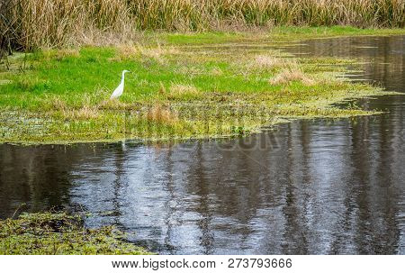 A Great White Egret In Abbeville, Louisiana