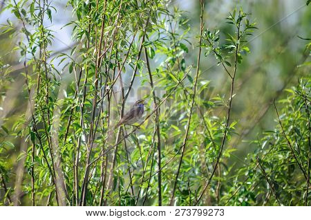 Luscinia svecica. Male bluethroat sings sitting on a branch. Fauna of Ukraine.