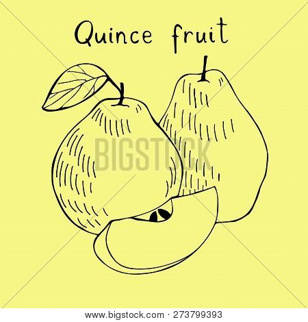 Handr Drawn Art Of Apple Quince. Doodle Sketch Of Tropical Fruit.