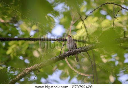 Thrush nightingale - Luscinia luscinia. The Nightingale sings, sitting on a branch in the forest. Fauna of Ukraine.
