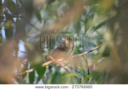 Locustella Fluviatilis. River Warbler Sitting On A Branch. Fauna Of Ukraine.