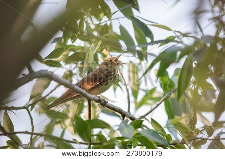 Locustella Fluviatilis. The River Warbler Singing In Its Natural Habitat. Fauna Of Ukraine.