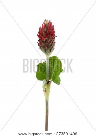 Colorful And Crisp Image Of Crimson Clover On White Background