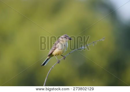 Motacilla flava. Female yellow wagtail in its natural habitat. Fauna of Ukraine.