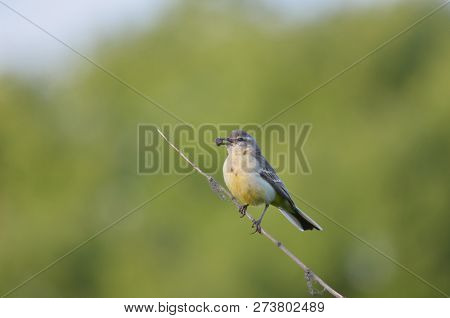 Motacilla flava. Female yellow wagtail with insects in the beak. Fauna of Ukraine.